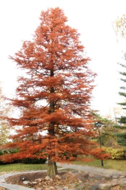 Bald Cypress Tree (Taxodium Distichum) - 3 Pack Of 1.5 Quart Pots -OLALA Plant Shop Bald Cypress 4 1