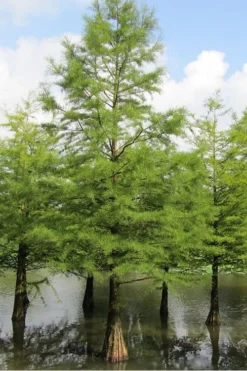 Bald Cypress Tree (Taxodium Distichum) - 3 Pack Of 1.5 Quart Pots -OLALA Plant Shop Bald Cypress 5 1