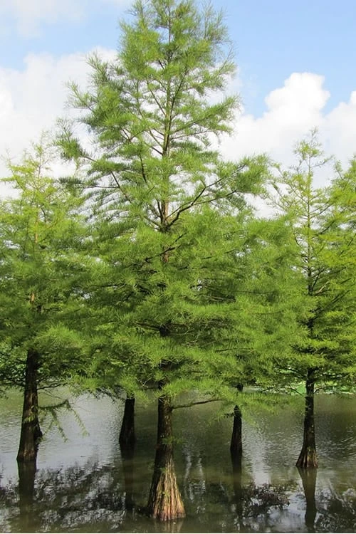 Bald Cypress - Taxodium Distichum - 3 Gallon Pot 6 Bald Cypress - Taxodium Distichum - 3 Gallon Pot - Image 6