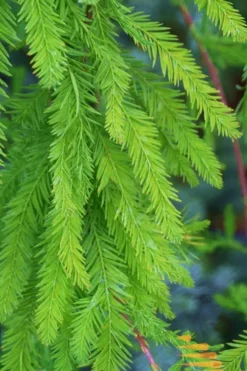 Bald Cypress - Taxodium Distichum - 3 Gallon Pot 17 Bald Cypress - Taxodium Distichum - 3 Gallon Pot -OLALA Plant Shop Bald Cypress 9