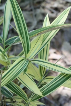 Albostriata Variegated Bamboo (Sam Bamboo) - Sasaella Masamuneana Albostriata - 1 Gallon Pot