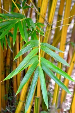 Alphonse Karr Golden Bamboo (Bambusa Multiplex) - 2 Gallon Pot -OLALA Plant Shop Bamboo Alphonse Karr 5