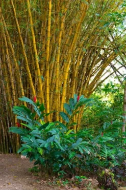Alphonse Karr Golden Bamboo (Bambusa Multiplex) - 2 Gallon Pot -OLALA Plant Shop Bamboo Alphonse Karr 6