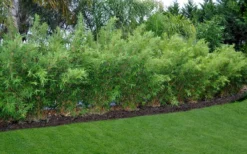 Alphonse Karr Golden Bamboo (Bambusa Multiplex) - 2 Gallon Pot -OLALA Plant Shop Bamboo Alphonse Karr 8