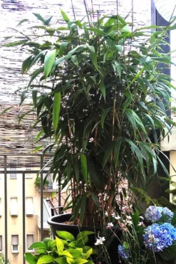 Arrow Bamboo (Pseudosasa Japonica) - 3 Gallon Pot (4-6'+) -OLALA Plant Shop Bamboo Arrow 3 1