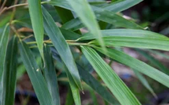 Arrow Bamboo (Pseudosasa Japonica) - 3 Gallon Pot (2-4') 11 Arrow Bamboo (Pseudosasa Japonica) - 3 Gallon Pot (2-4') -OLALA Plant Shop Bamboo Arrow 4