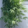 Arrow Bamboo (Pseudosasa Japonica) - 3 Gallon Pot (2-4')