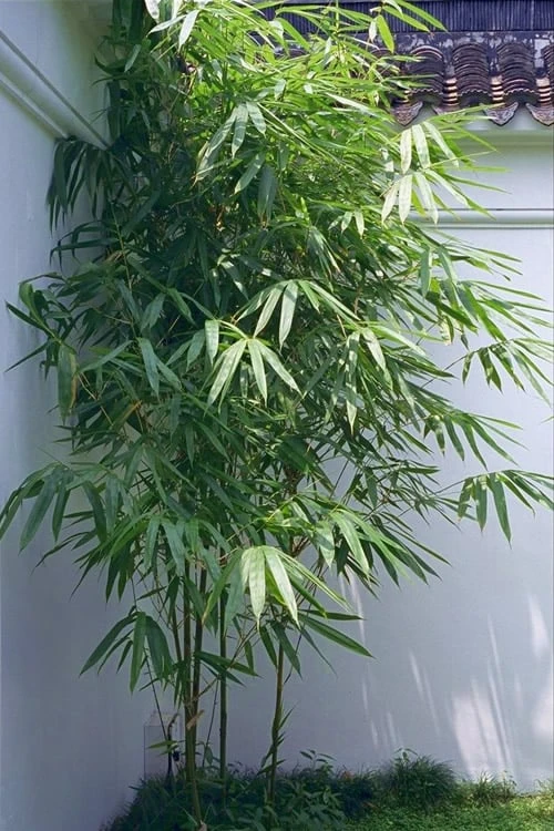 Arrow Bamboo (Pseudosasa Japonica) - 3 Gallon Pot (2-4') 1 Arrow Bamboo (Pseudosasa Japonica) - 3 Gallon Pot (2-4')