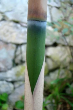 Arrow Bamboo (Pseudosasa Japonica) - 3 Gallon Pot (2-4') 13 Arrow Bamboo (Pseudosasa Japonica) - 3 Gallon Pot (2-4') -OLALA Plant Shop Bamboo Arrow 6
