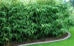 Arrow Bamboo (Pseudosasa Japonica) - 3 Gallon Pot (2-4') 10 Arrow Bamboo (Pseudosasa Japonica) - 3 Gallon Pot (2-4') -OLALA Plant Shop Bamboo Arrow Hedge
