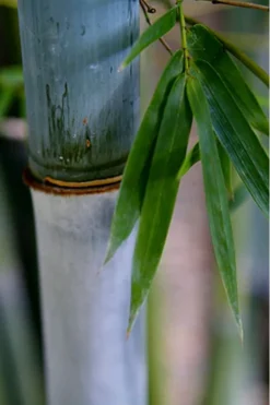 Baby Blue Bamboo - Bambusa Chungii 'Barbelatta' - 2 Gallon Pot 16 Baby Blue Bamboo - Bambusa Chungii 'Barbelatta' - 2 Gallon Pot -OLALA Plant Shop Bamboo Barbelatta 14