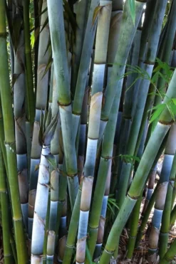 Baby Blue Bamboo - Bambusa Chungii 'Barbelatta' - 2 Gallon Pot 17 Baby Blue Bamboo - Bambusa Chungii 'Barbelatta' - 2 Gallon Pot -OLALA Plant Shop Bamboo Barbelatta 3