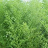 Bisset Bamboo (Phyllostachys Bissetii) - 3 Gallon Pot (4-6')