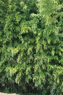 Bisset Bamboo (Phyllostachys Bissetii) - 3 Gallon Pot (2-4') -OLALA Plant Shop Bamboo Bisettii 2