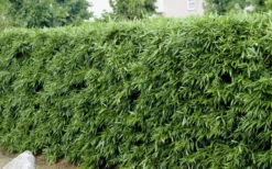 Bisset Bamboo (Phyllostachys Bissetii) - 3 Gallon Pot (2-4') -OLALA Plant Shop Bamboo Bisettii 4