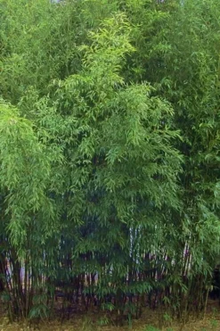 Bisset Bamboo (Phyllostachys Bissetii) - 3 Gallon Pot (4-6') -OLALA Plant Shop Bamboo Bisettii 5 1