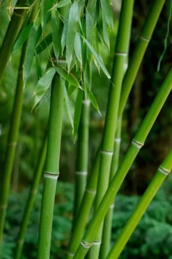 Bisset Bamboo (Phyllostachys Bissetii) - 3 Gallon Pot (4-6') -OLALA Plant Shop Bamboo Bisettii 7 1
