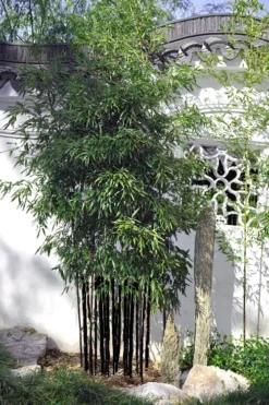 Black Bamboo - Phyllostachys Nigra - 3 Gallon Pot (Multi Cane: 4-6'+) -OLALA Plant Shop Bamboo Black 51 1