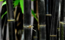 Black Bamboo - Phyllostachys Nigra - 3 Gallon Pot (Multi Cane: 4-6'+) -OLALA Plant Shop Bamboo Black 53 1