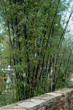 Black Bamboo - Phyllostachys Nigra - 3 Gallon Pot (Multi Cane: 4-6'+) -OLALA Plant Shop Bamboo Black 55 1