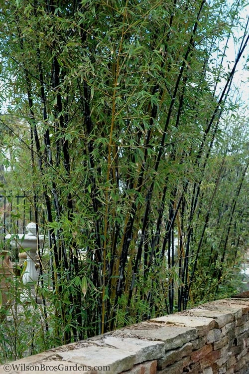 Black Bamboo - Phyllostachys Nigra - 3 Gallon Pot (Multi-Cane: 2 To 4' Tall) 7 Black Bamboo - Phyllostachys Nigra - 3 Gallon Pot (Multi-Cane: 2 To 4' Tall) - Image 7