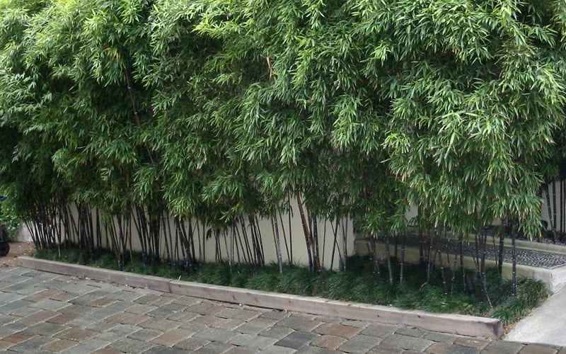 Black Bamboo - Phyllostachys Nigra - 3 Gallon Pot (Multi-Cane: 2 To 4' Tall) 6 Black Bamboo - Phyllostachys Nigra - 3 Gallon Pot (Multi-Cane: 2 To 4' Tall) - Image 6