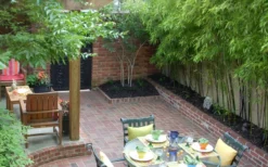 Black Bamboo - Phyllostachys Nigra - 3 Gallon Pot (Multi Cane: 4-6'+) -OLALA Plant Shop Bamboo Black 58 1