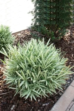 Dwarf White Stripe Bamboo - Pleioblastus Fortunei - 1 Gallon Pot 13 Dwarf White Stripe Bamboo - Pleioblastus Fortunei - 1 Gallon Pot -OLALA Plant Shop Bamboo Dwarf White Stripe 1