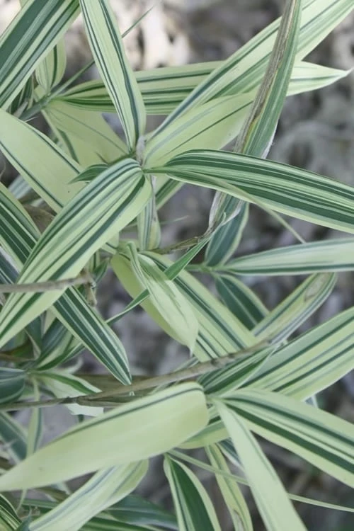 Dwarf White Stripe Bamboo - Pleioblastus Fortunei - 1 Gallon Pot 6 Dwarf White Stripe Bamboo - Pleioblastus Fortunei - 1 Gallon Pot - Image 6