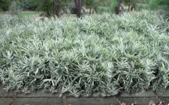 Dwarf White Stripe Bamboo - Pleioblastus Fortunei - 1 Gallon Pot 10 Dwarf White Stripe Bamboo - Pleioblastus Fortunei - 1 Gallon Pot -OLALA Plant Shop Bamboo Dwarf White Stripe 9