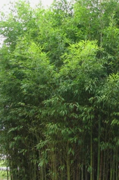 Flavescens Inversa Bamboo (Phyllostachys Aurea) - 3 Gallon Pot (4-6') 11 Flavescens Inversa Bamboo (Phyllostachys Aurea) - 3 Gallon Pot (4-6') -OLALA Plant Shop Bamboo Flavescens Inversa 1