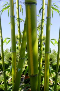 Flavescens Inversa Bamboo (Phyllostachys Aurea) - 3 Gallon Pot (4-6') 13 Flavescens Inversa Bamboo (Phyllostachys Aurea) - 3 Gallon Pot (4-6') -OLALA Plant Shop Bamboo Flavescens Inversa 11 1