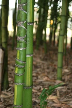Flavescens Inversa Bamboo (Phyllostachys Aurea) - 3 Gallon Pot (2-4') -OLALA Plant Shop Bamboo Flavescens Inversa 13