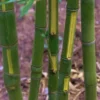 Flavescens Inversa Bamboo (Phyllostachys Aurea) - 3 Gallon Pot (4-6')