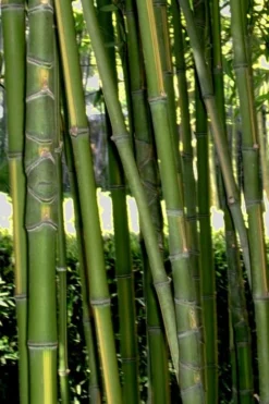 Flavescens Inversa Bamboo (Phyllostachys Aurea) - 3 Gallon Pot (2-4') -OLALA Plant Shop Bamboo Flavescens Inversa Rev 500x750 1