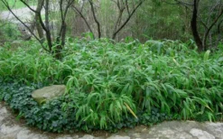 Giant Leaf Bamboo - Indocalamus Tessellatus - 3 Gallon Pot -OLALA Plant Shop Bamboo Giant Leaf 53