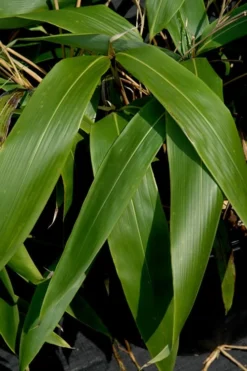 Giant Leaf Bamboo - Indocalamus Tessellatus - 3 Gallon Pot -OLALA Plant Shop Bamboo Giant Leaf 55