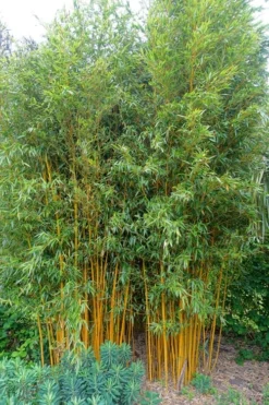 Gold Vivax Giant Timber Bamboo (Green Stripe Bamboo) - Phyllostachys Vivax 'Aureocaulis' - 3 Gallon Pot (4-6') -OLALA Plant Shop Bamboo Gold Vivax 2 1