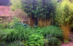 Gold Vivax Giant Timber Bamboo (Green Stripe Bamboo) - Phyllostachys Vivax 'Aureocaulis' - 3 Gallon Pot (2-4') -OLALA Plant Shop Bamboo Gold Vivax 6