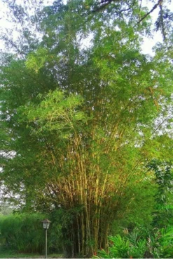 Golden Fishpole Bamboo - Phyllostachys Aurea - 3 Gallon Pot (4-6') -OLALA Plant Shop Bamboo Golden 10