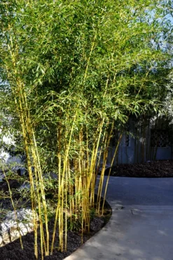 Golden Fishpole Bamboo - Phyllostachys Aurea - 3 Gallon Pot (4-6') -OLALA Plant Shop Bamboo Golden 11