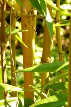 Golden Fishpole Bamboo - Phyllostachys Aurea - 3 Gallon Pot (4-6') -OLALA Plant Shop Bamboo Golden 13
