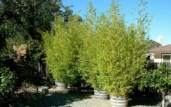 Golden Fishpole Bamboo - Phyllostachys Aurea - 3 Gallon Pot (4-6') -OLALA Plant Shop Bamboo Golden 15