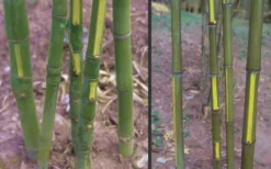 Flavescens Inversa Bamboo (Phyllostachys Aurea) - 3 Gallon Pot (4-6') 12 Flavescens Inversa Bamboo (Phyllostachys Aurea) - 3 Gallon Pot (4-6') -OLALA Plant Shop Bamboo Golden Fish Pole 2 1