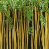 True Gold Golden Fish Pole Bamboo (Phyllostachys Aurea 'Holochrysa') - 3 Gallon Pot