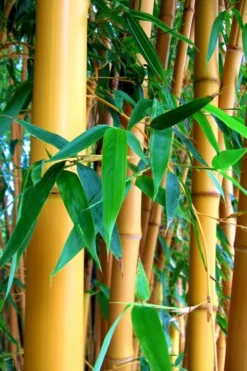 True Gold Golden Fish Pole Bamboo (Phyllostachys Aurea 'Holochrysa') - 3 Gallon Pot -OLALA Plant Shop Bamboo Golden Golden 23 500x750 1