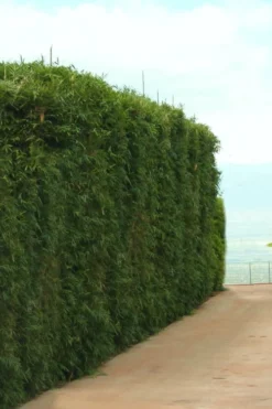 Graceful Bamboo (Slender Weavers) - Bambusa Textilis 'Gracilis' - 2 Gallon Pot -OLALA Plant Shop Bamboo Graceful 1