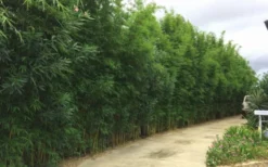 Graceful Bamboo (Slender Weavers) - Bambusa Textilis 'Gracilis' - 2 Gallon Pot -OLALA Plant Shop Bamboo Graceful 6