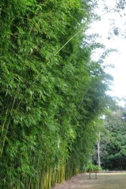 Graceful Bamboo (Slender Weavers) - Bambusa Textilis 'Gracilis' - 2 Gallon Pot -OLALA Plant Shop Bamboo Graceful 9