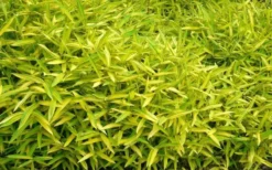 Dwarf Green Stripe Bamboo (Pleioblastus Viridistriatus) - 1 Gallon Pot -OLALA Plant Shop Bamboo Green Stripe 11 1